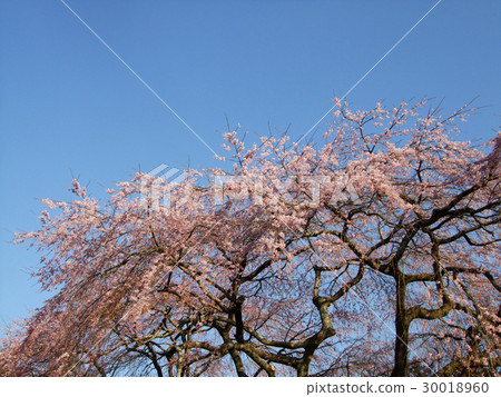 Weeping cherry tree Weeping cherry tree 30018960