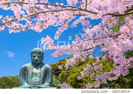 鎌倉大佛櫻桃樹 30019054