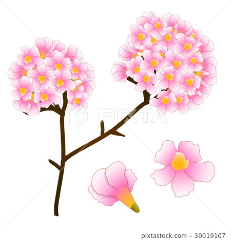 Pink Trumpet Flower Tree. Pink Trumpet Flower Tree. 30019107