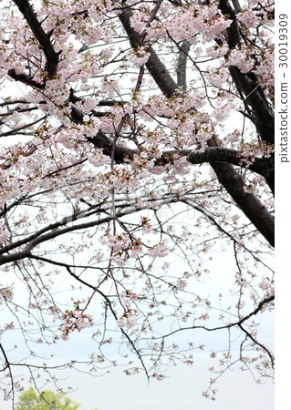 Cherry blossoms of a yu child Cherry blossoms of a yu child 30019309