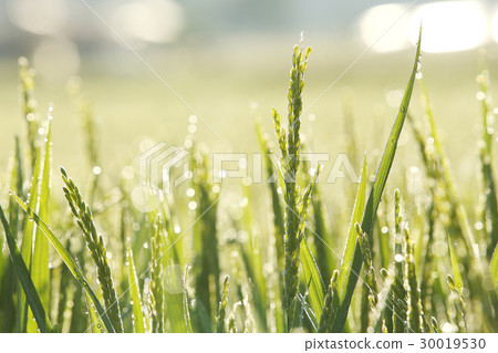 Early summer rice 30019530
