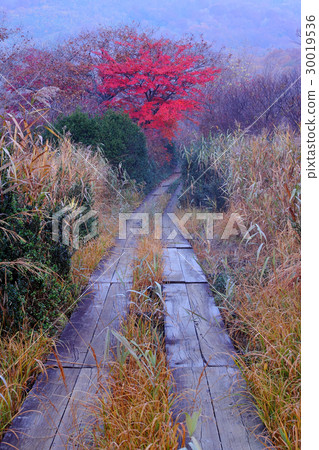 Late autumn morning marshland 30019536