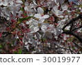 Sunny sky and cherry blossoms 30019977