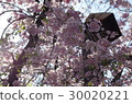 Fady cherry in full bloom 30020221