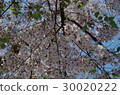 I see this Sakura 30020222
