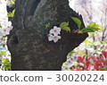 Dirty cherry 30020224