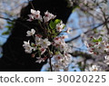 Sakura 30020225