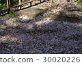 Petal carpet 30020226