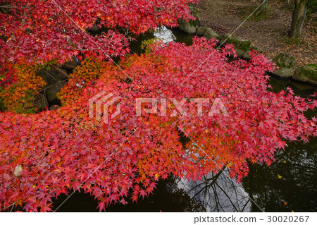 Autumn scenery in Japan Autumn scenery in Japan 30020267