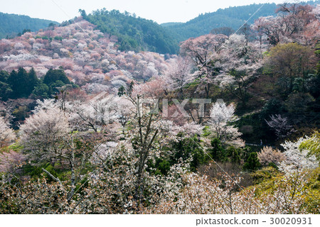 Yoshinoyama Senbon 30020931