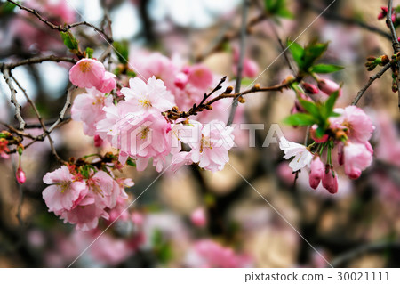 Beautiful flowering Japanese cherry - Sakura Beautiful flowering Japanese cherry - Sakura 30021111