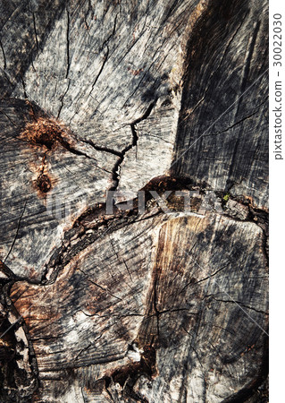 Abstract detail of cut wood Abstract detail of cut wood 30022030