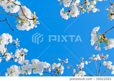 Cherry blossom, Prunus serrulata, full bloom 30022083