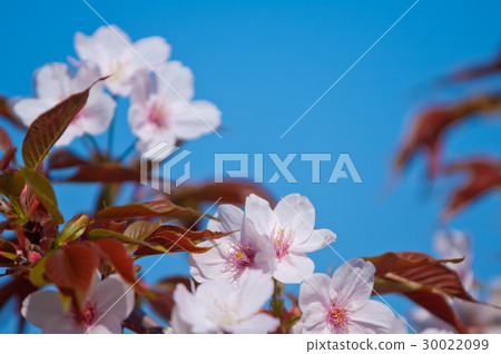 Cherry blossom, Prunus serrulata, full bloom Cherry blossom, Prunus serrulata, full bloom 30022099