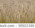 Barley field 30022166