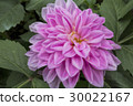 Pink dahlia 30022167