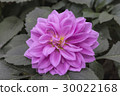 Pink dahlia 30022168
