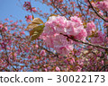Cherry Blossom 30022173