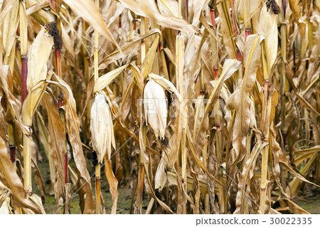 field of ripe corn 30022335
