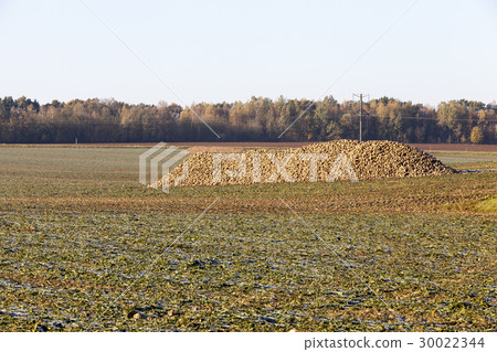 beet roots, the field beet roots, the field 30022344