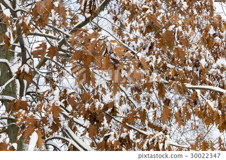 trees in the snow 30022347