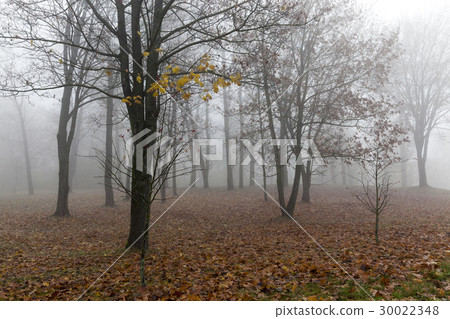 Photo autumn park Photo autumn park 30022348