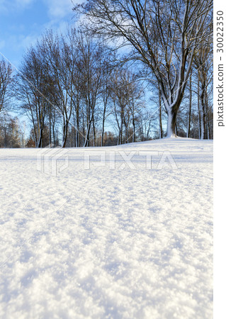 winter forest, sunny weather winter forest, sunny weather 30022350