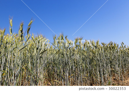 green unripe cereal green unripe cereal 30022353