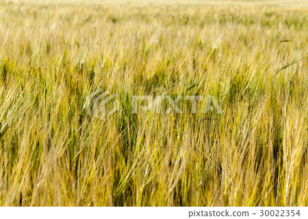 field with mature rye field with mature rye 30022354