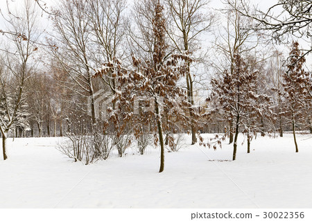 trees in the snow trees in the snow 30022356