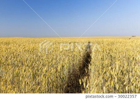 immature yellowing wheat 30022357