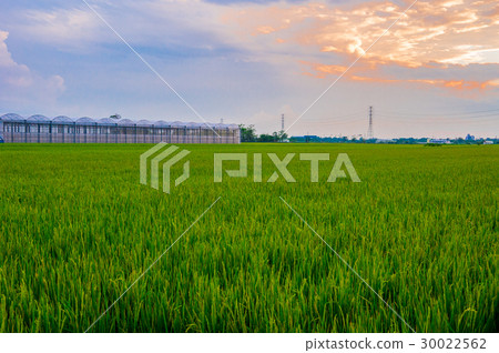 鄉村稻田黃昏 30022562