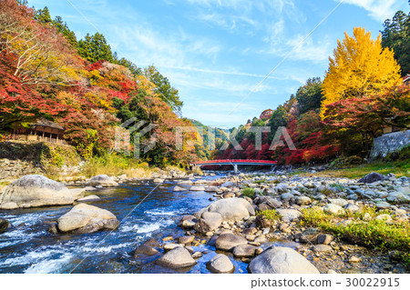 清晨，烏丸河的秋葉 30022915