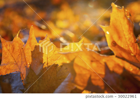 The fallen maple leaves The fallen maple leaves 30022961