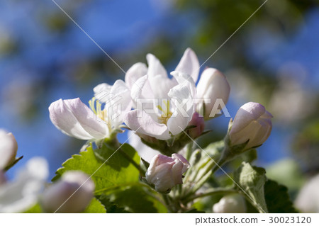 apple flowers, sky apple flowers, sky 30023120