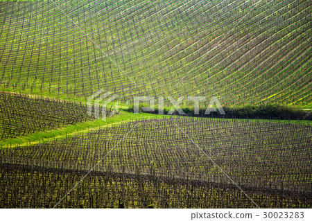 Vineyards 30023283