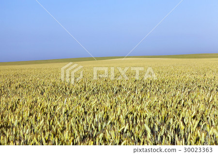 immature yellowing wheat 30023363