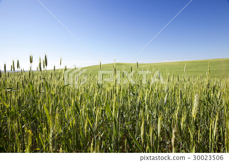 Field with cereal 30023506