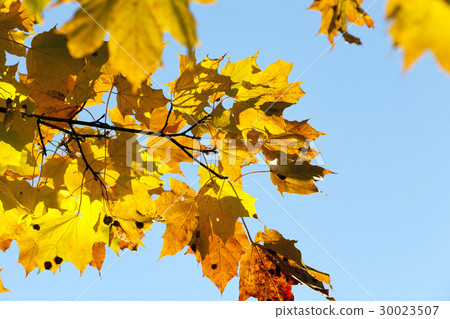 yellowed maple trees in the fall 30023507