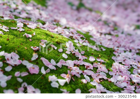櫻桃花瓣和苔蘚哲學路徑STF鏡頭 30023546