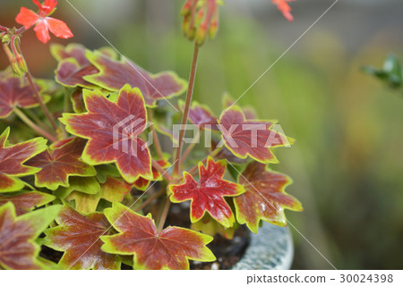 Momigi leaf geranium Momigi leaf geranium 30024398