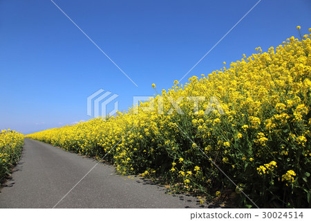 Rape blossoms Rape blossoms 30024514