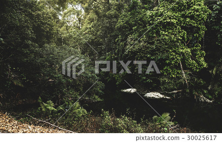 Water Stream in Tropical Jungle 30025617