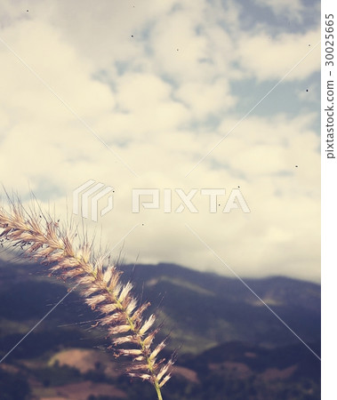 Scenery Nature View Cloud Summer 30025665