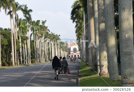 Taitung Coconut Grove Avenue Taitung Coconut Grove Avenue 30026526