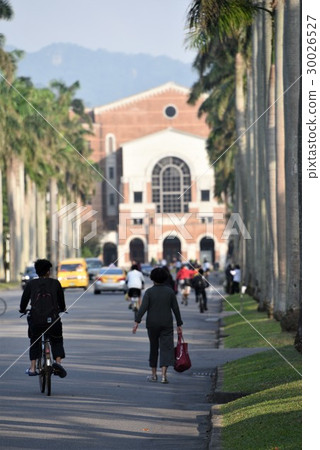 台大椰林大道 30026527