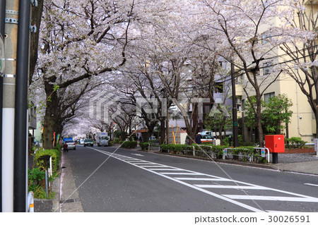 Kamurosaka Sakura Row Kamurosaka Sakura Row 30026591