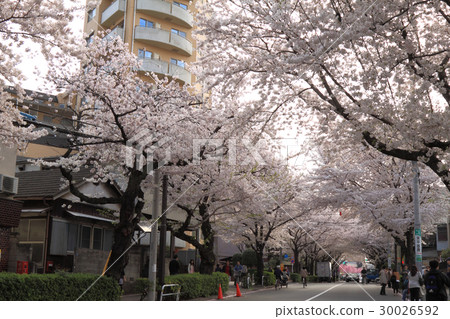 Kamurosaka Sakura Row Kamurosaka Sakura Row 30026592