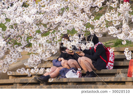 Michika cherry blossom viewing 30028510