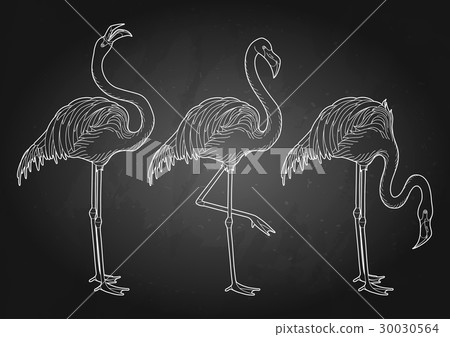 Cute graphic flamingo 30030564